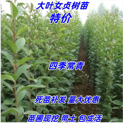 大叶女贞树苗南北方行道园林绿化工程四季常青女贞苗耐寒当年开花
