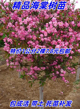 耐寒树苗海棠盆栽庭院别墅绿化