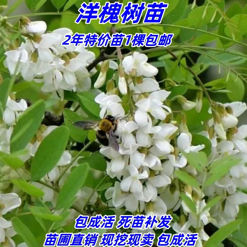 食用洋槐花树苗 洋槐树苗 刺槐树苗 槐花树苗 槐花树庭院行道种植