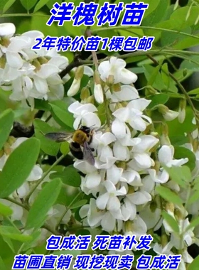 食用洋槐花树苗 洋槐树苗 刺槐树苗 槐花树苗 槐花树庭院行道种植