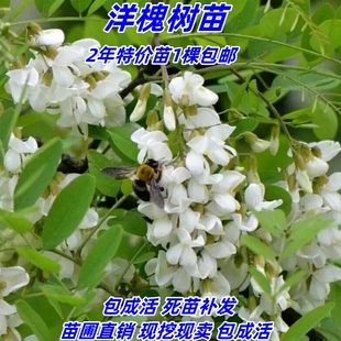 食用洋槐花树苗 洋槐树苗 刺槐树苗 槐花树苗 槐花树庭院行道种植
