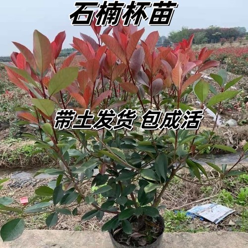耐寒石楠球红叶石楠苗夏季多年生