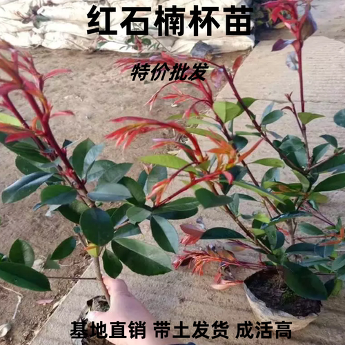 石楠特价绿化苗红叶石楠苗火焰红