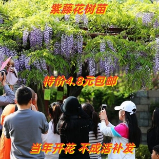 紫藤花树苗爬藤攀援花卉植物庭院围墙四季开花蔓藤紫藤萝花苗