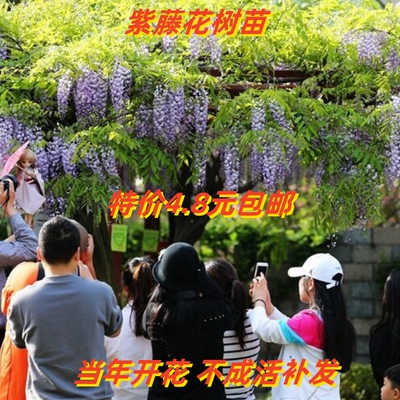 四季开花多年生爬藤紫藤庭院围墙
