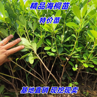 耐寒耐旱树苗海桐苗夏季四季常青
