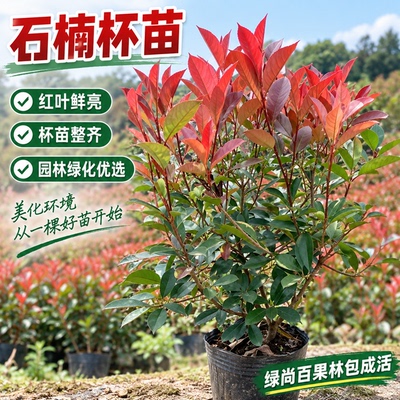 耐寒石楠球红叶石楠苗夏季多年生