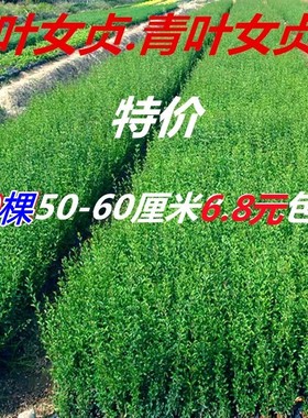 女贞苗庭院绿篱围墙小叶女贞苗四季长青绿化青叶女贞苗抗寒易成活