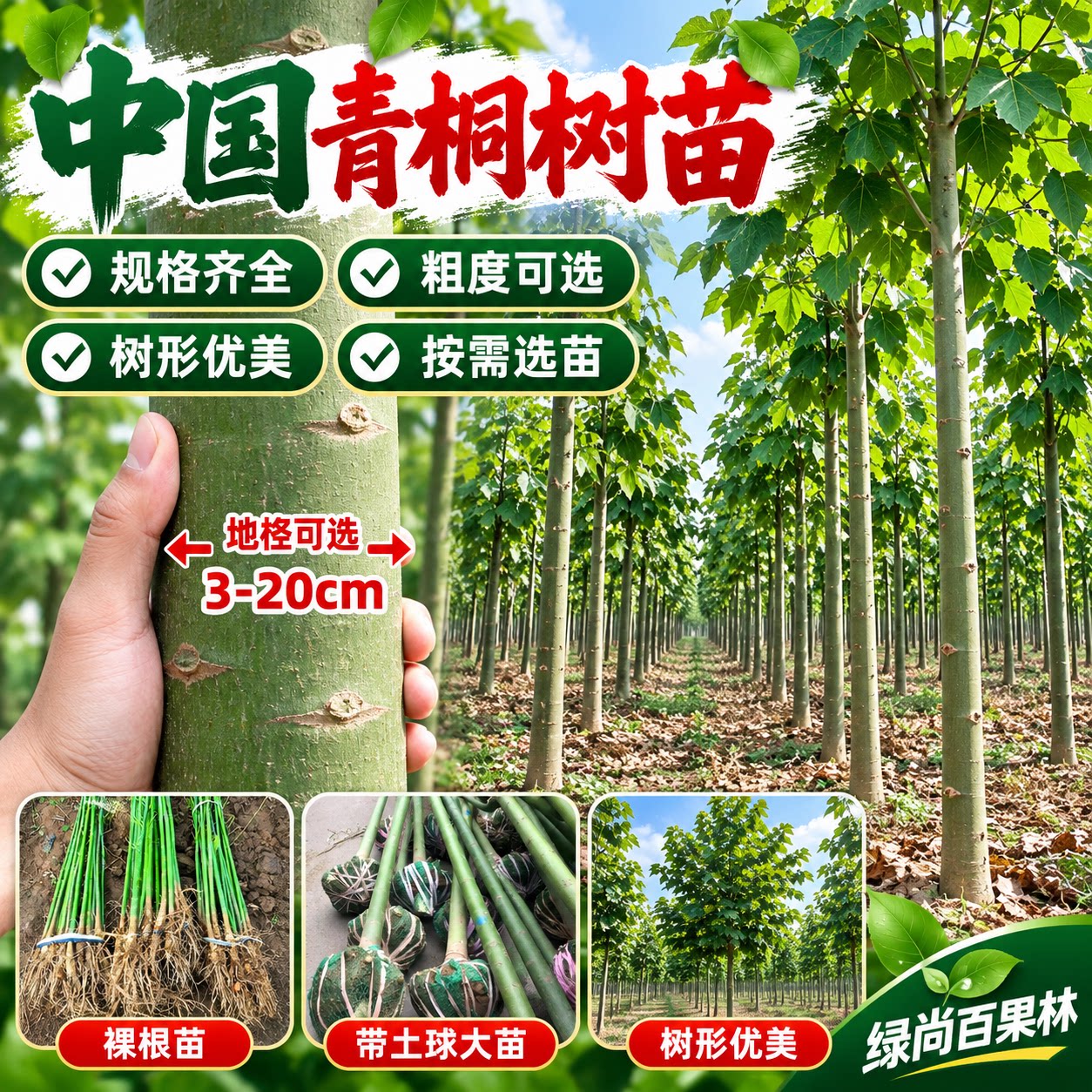 青桐树苗中国梧桐苗麻桐南北方庭院公园遮阳观赏风景行道绿化苗木
