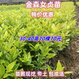 金森女贞球庭院耐寒风景观赏树苗四季常青行道绿篱工程耐寒好成活