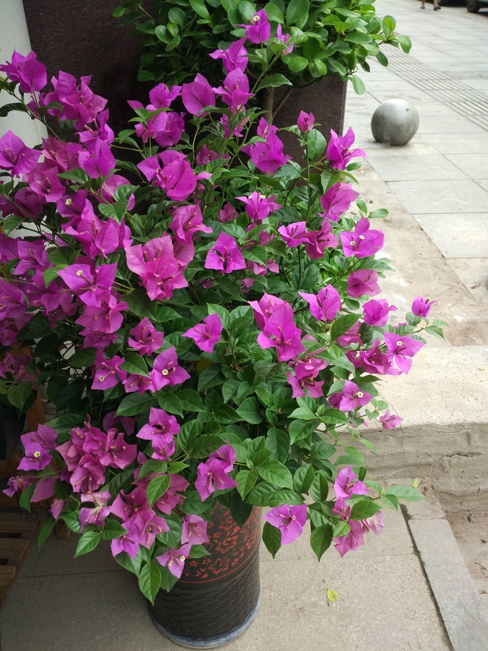 长沙配送三角梅藤本攀援花卉三叶梅绿叶橙安格斯水红好养活