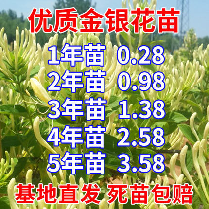 金银花树苗多年生树形爬藤四季红色北花一号耐旱盆栽地栽食用药用