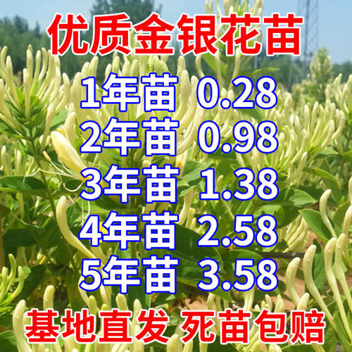 红色四季盆栽地栽食用开花植物