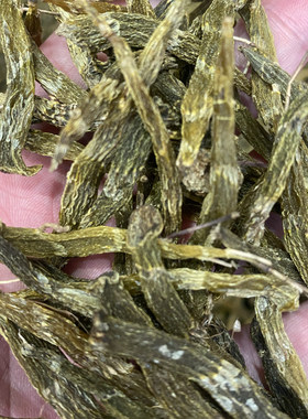 云南珍虫石斛