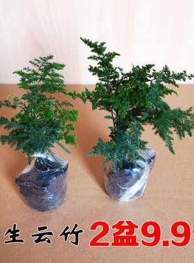【特价三天】植物盆栽云竹唐山矮化文竹盆栽桌面办公室假山小盆景