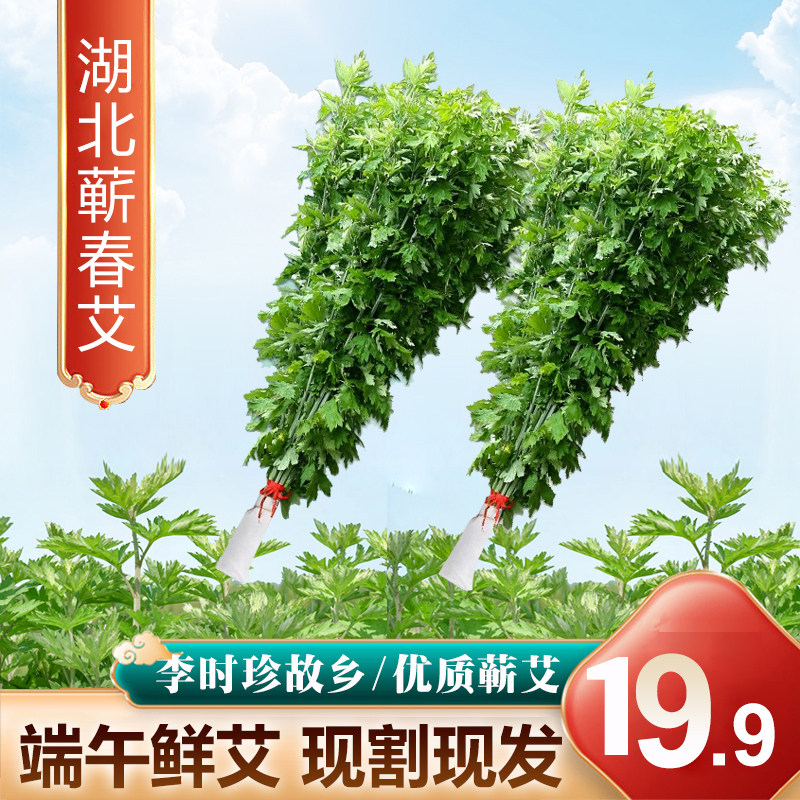端午节新鲜艾草挂门整棵艾叶