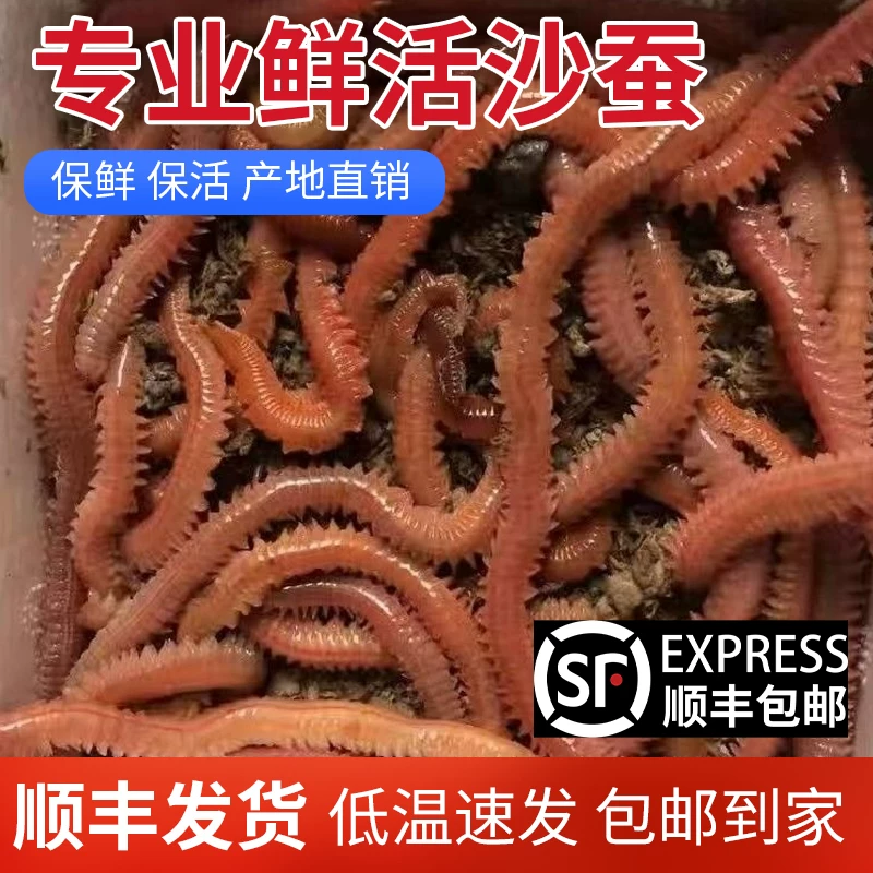 沙蚕海蚯蚓红青虫活蜈蚣包邮海