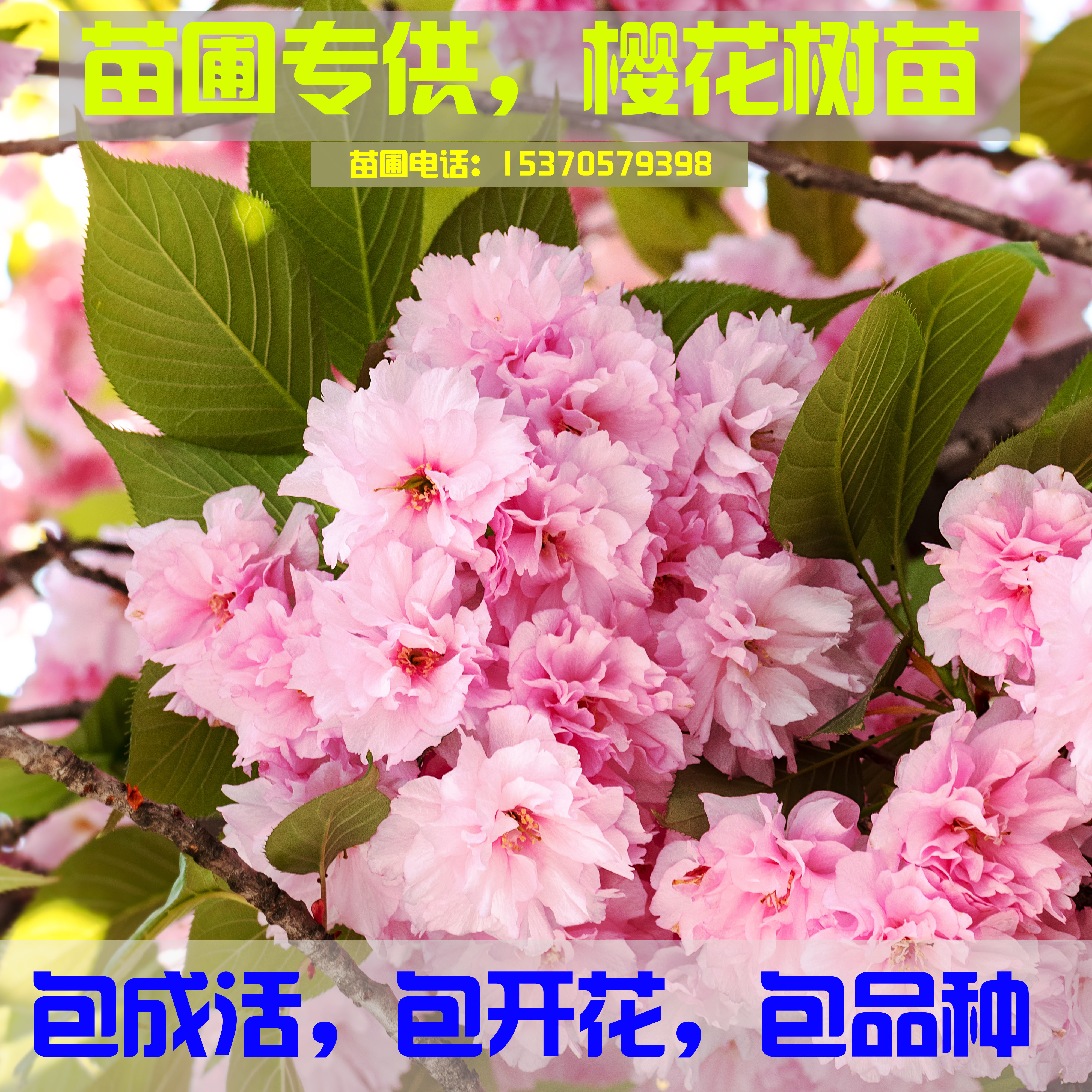 樱花树苗樱花苗四季开花庭院阳台盆栽日本晚樱早樱绿化苗当年开花