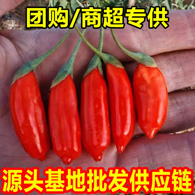 批发现摘枸杞鲜果头茬正宗宁夏中宁即食大颗粒新鲜水果枸杞礼盒