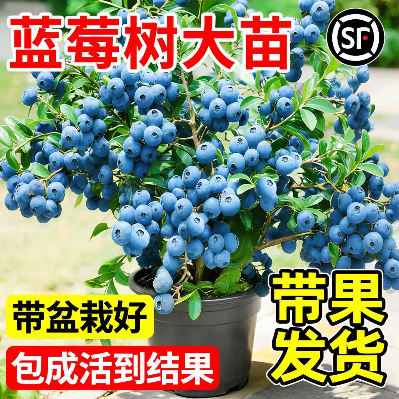 蓝莓树果苗盆栽带果子特大号树苗