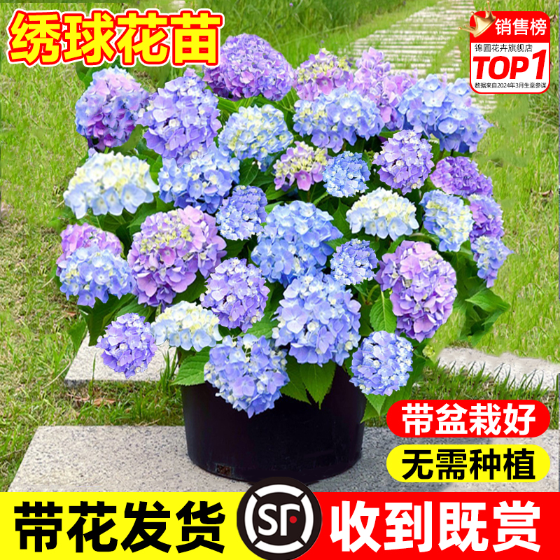 无尽夏绣球花苗四季开花绣球花盆栽庭院阳台带花好养绣球花卉植物