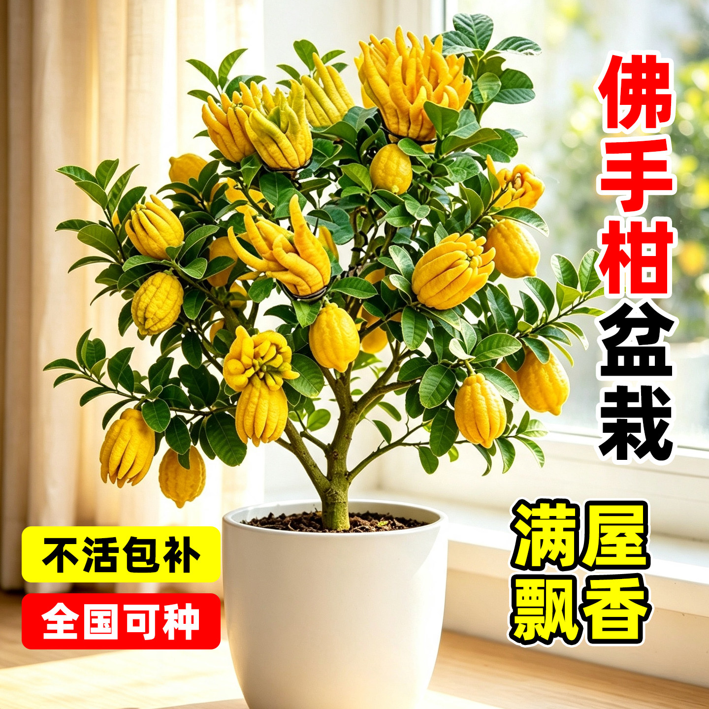 5A特级佛手柑老桩树苗盆栽客厅庭院四季常绿可食用高颜值观赏绿植