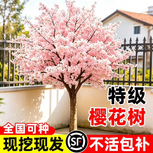 【全网热卖5万+】特级樱花树苗