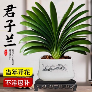 特大号君子兰盆栽名贵国宝级年宵花卉带花苞室内植物书房四季好养