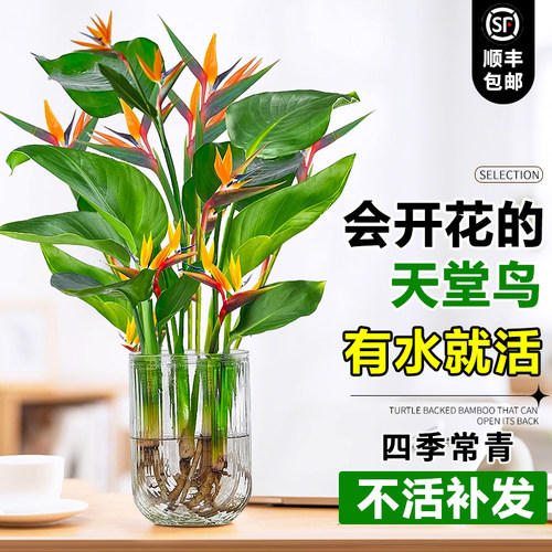 天堂鸟无土纯水培植物室内好养客厅花卉绿植桌面盆栽鹤望兰除甲醛