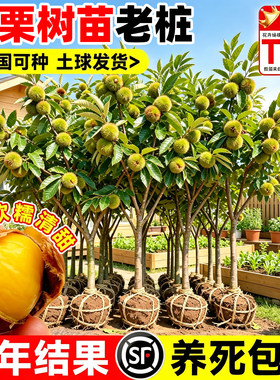 【热销榜top】板栗树苗老桩