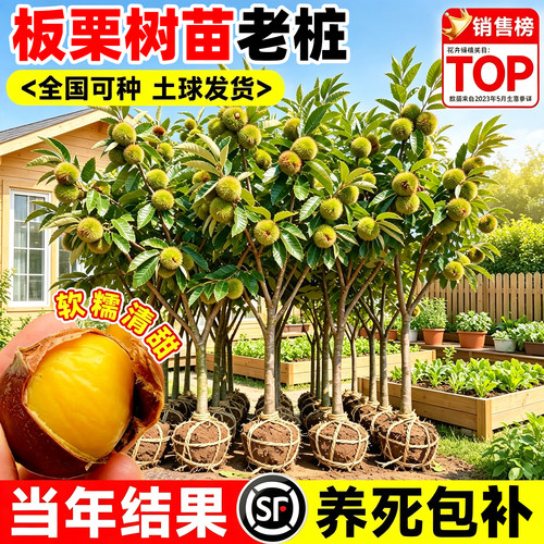 【热销榜top】板栗树苗老桩