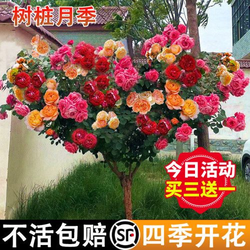 棒棒糖多色树桩月季庭院阳台玫瑰