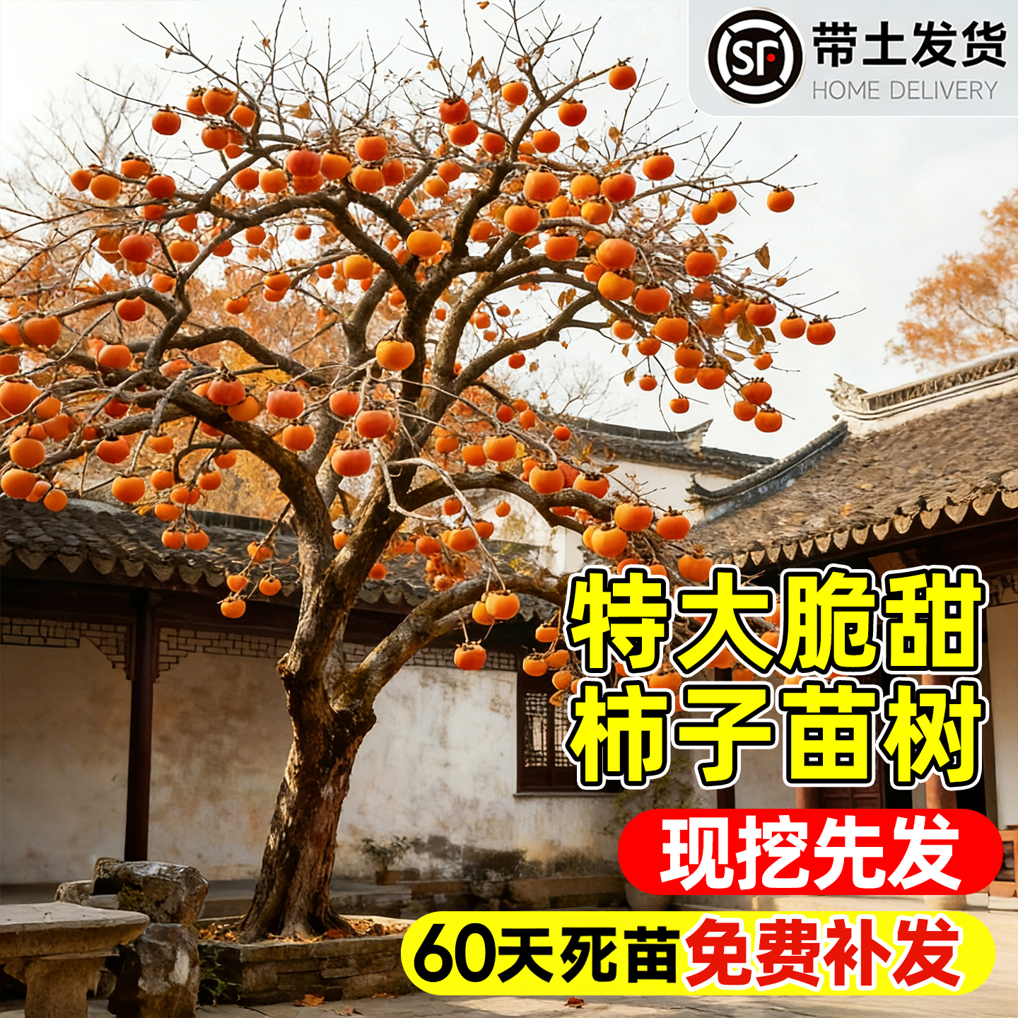 【热销榜top产品】柿子树苗