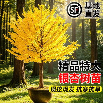 【平台推荐】精品特大白果银杏