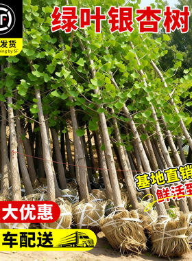 【全网热卖!】绿叶银杏树苗