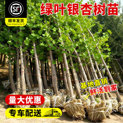 【全网热卖!】绿叶银杏树苗