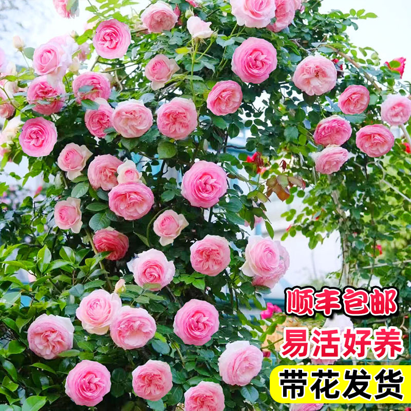 粉色龙沙宝石月季花苗大花浓香庭院爬藤多花蔷薇藤本粉龙拱门围墙