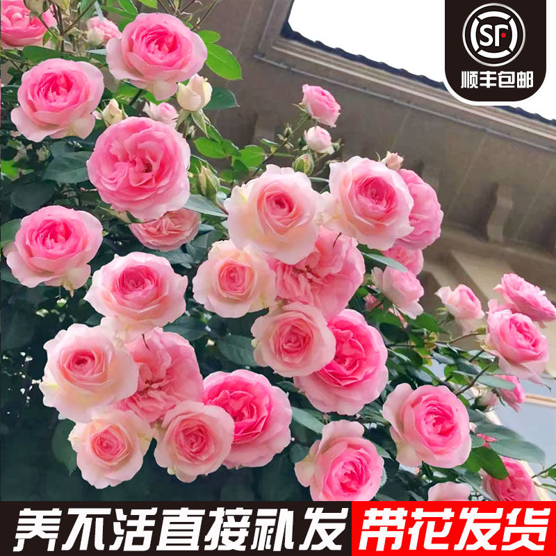 我的心 月季花苗蔷薇庭院植物花卉玫瑰花苗四季开浓香型开花