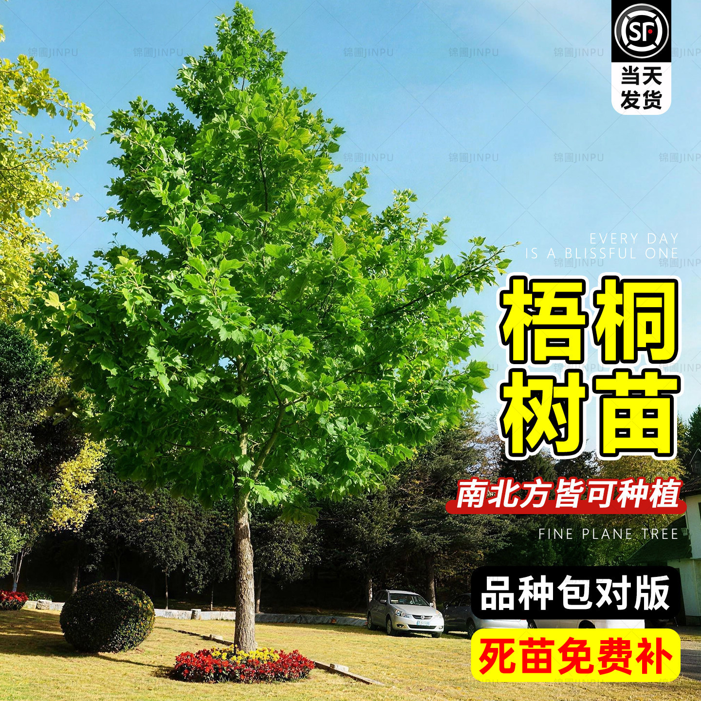 中国梧桐树苗南北方种植景观树悬铃木速生法桐庭院道路工程苗木