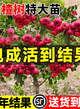 【回购榜top】山楂树特大苗