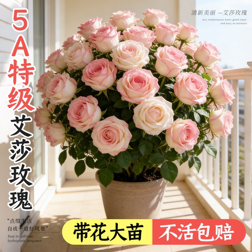 【热销8万+】玫瑰花盆栽带花苞
