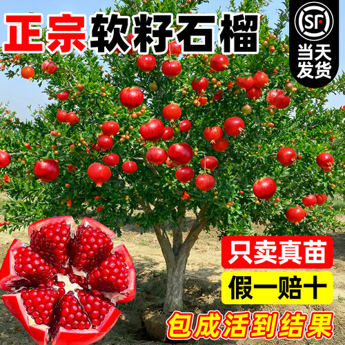 【小二推荐】当年结果石榴树树苗