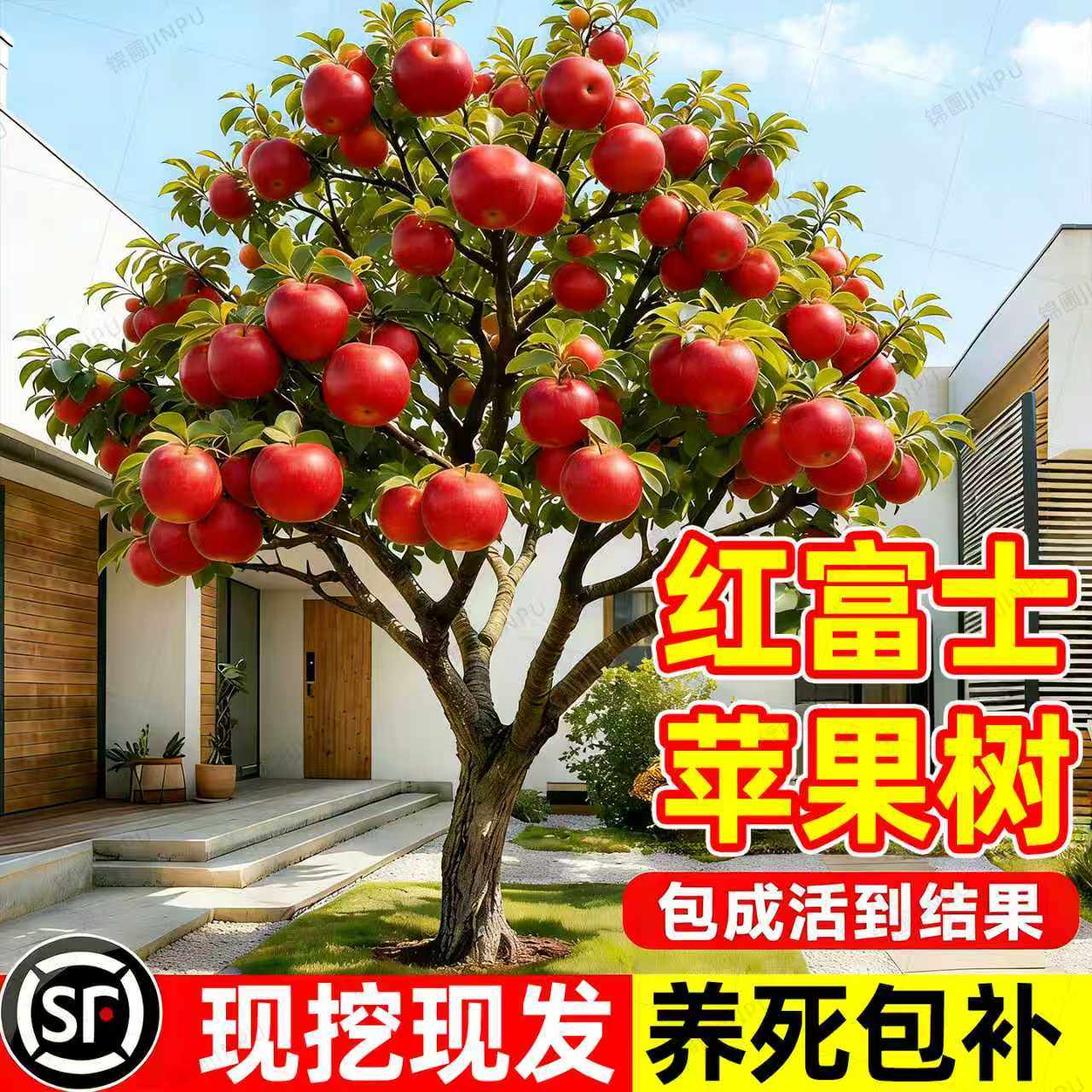 红富士苹果树果苗特大嫁接糖心树苗室外庭院地栽盆栽果树四季种植,鲜花速递/花卉仿真/绿植园艺,果树,淘宝优惠券,粉丝福利购,淘宝优惠卷
