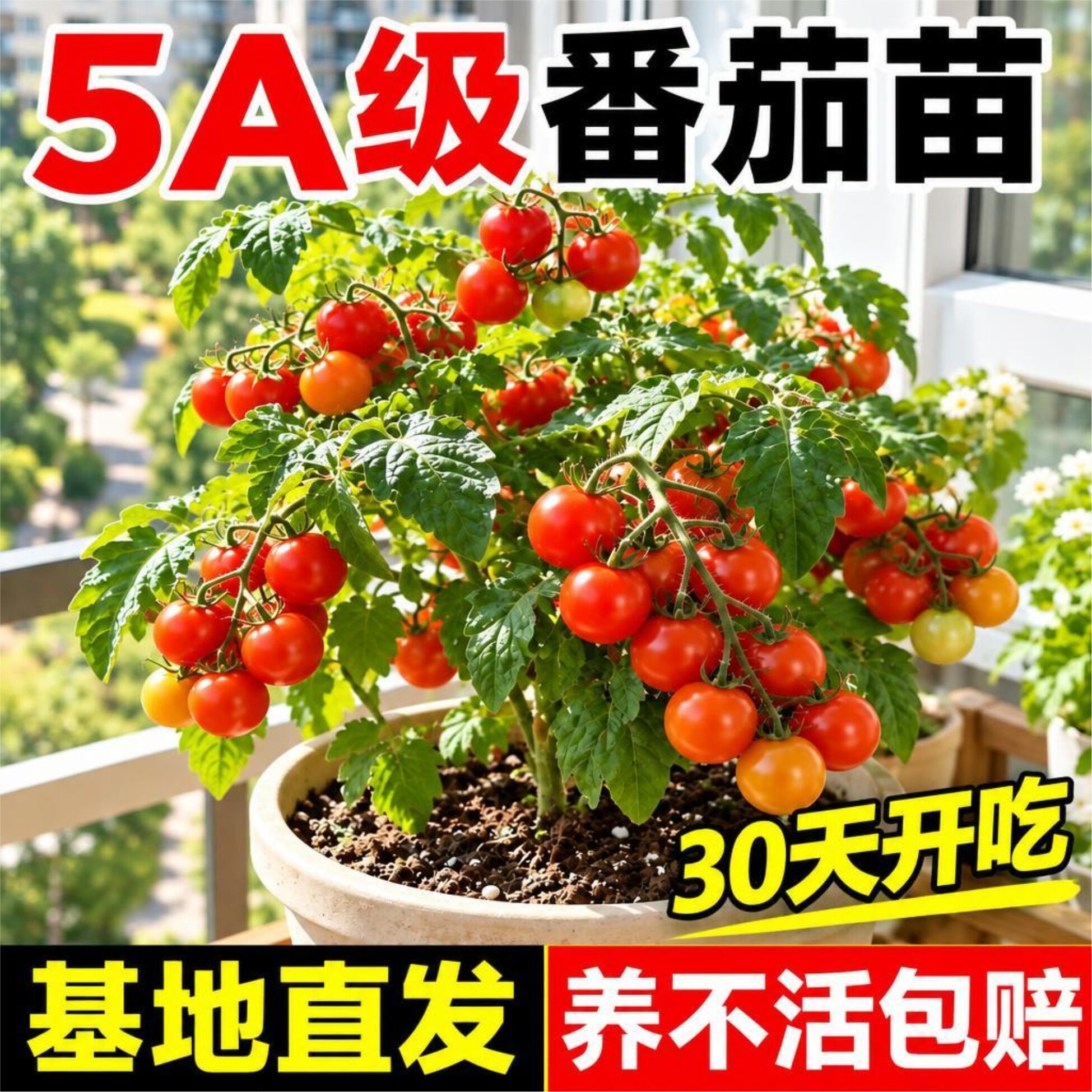 【平台推荐】矮生小番茄苗图片