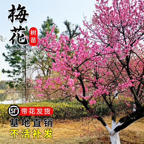 梅花树苗庭院盆栽室外