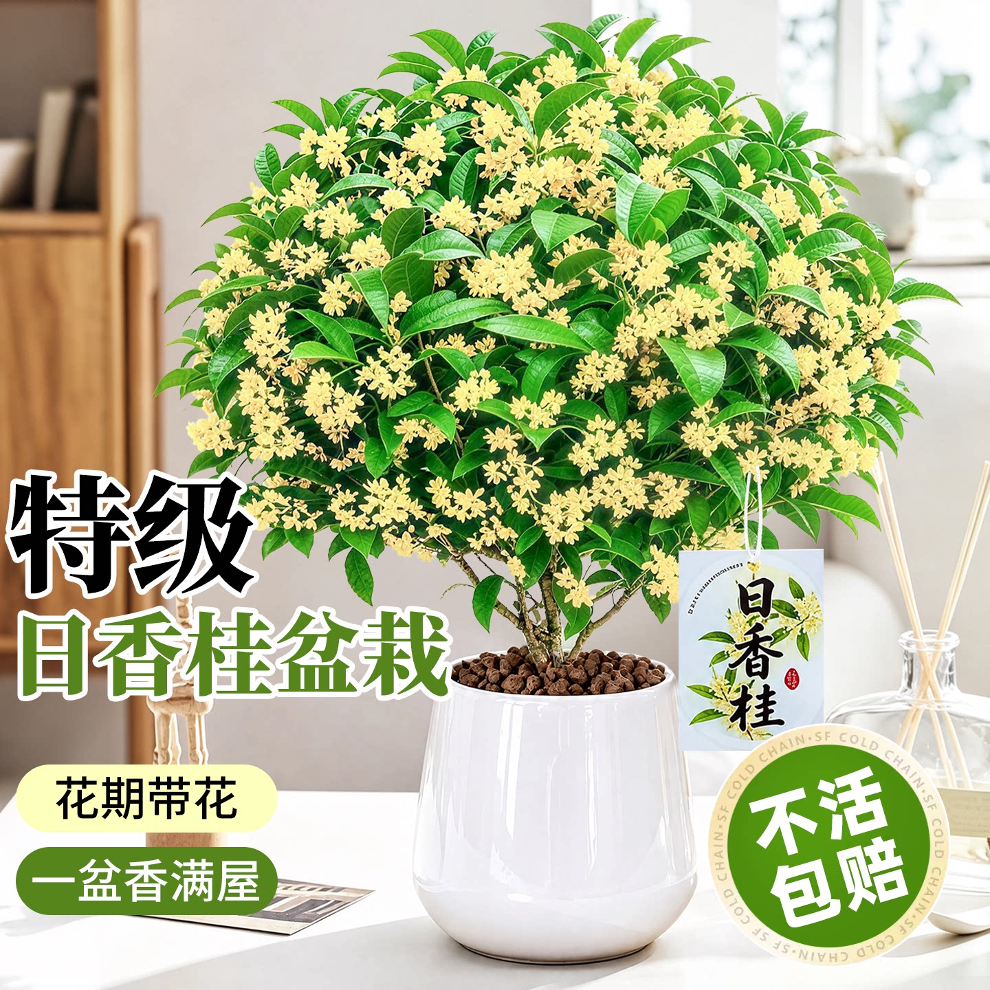 日香桂老桩桂花盆栽浓香型室内阳台客厅四季开花特大矮化盆景绿植