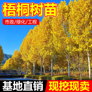 中国梧桐树树苗青桐庭院道路园林绿化工程风景大树北方耐寒桐麻树