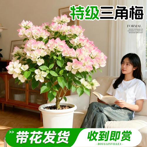 【万人下单7w+】三角梅盆栽