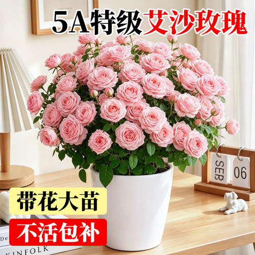 【平台推荐】玫瑰花盆栽