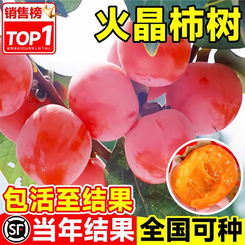 火晶柿子苗树脆甜柿子苗磨盘牛心庭院果树盆栽当年结果南北方种植